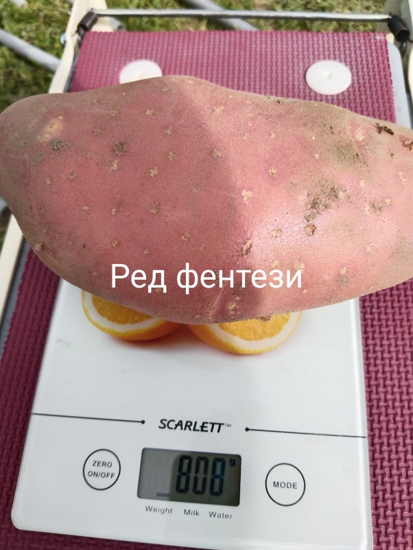 Ред фентези1.jpg