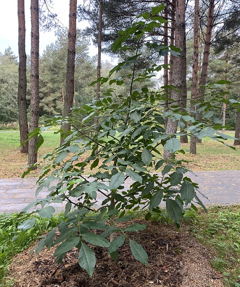 грец орех 30.09.2023.jpg