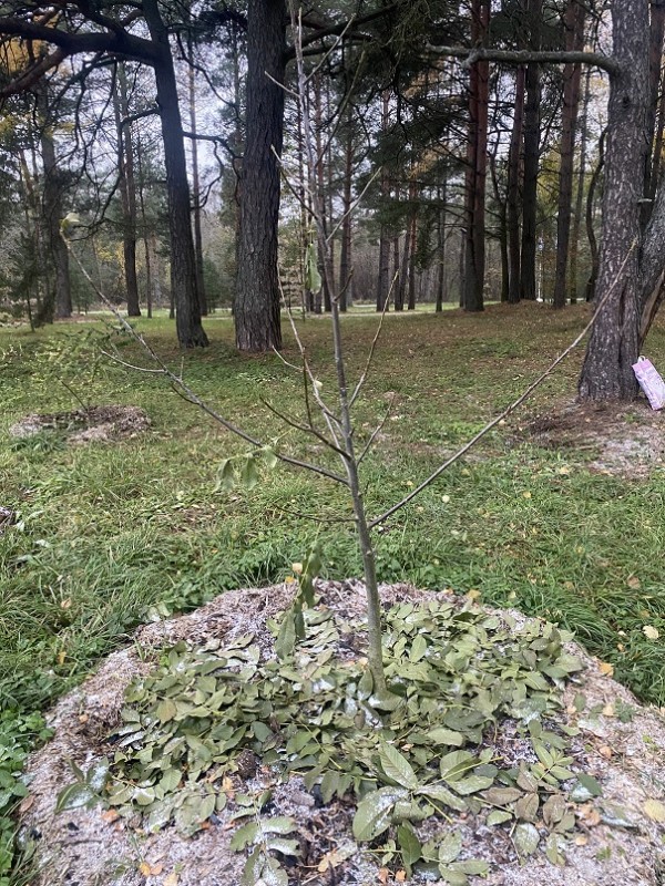 грец орех 29.10.2023.jpg