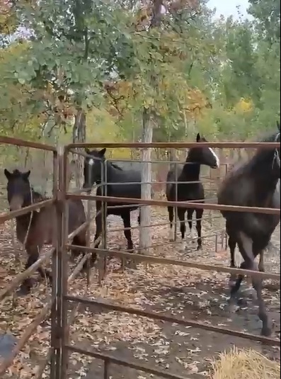 конный клуб__1.jpg