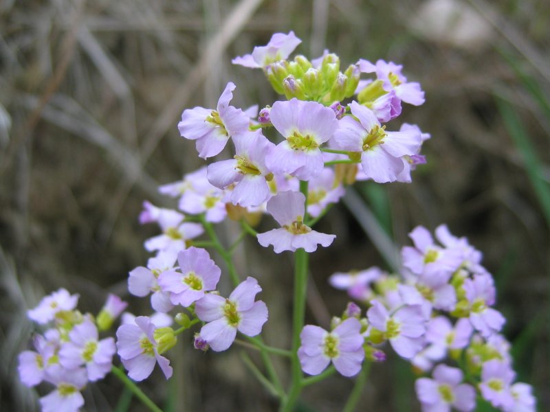 Резуховидка песчаная (Arabidopsis arenosa).jpeg