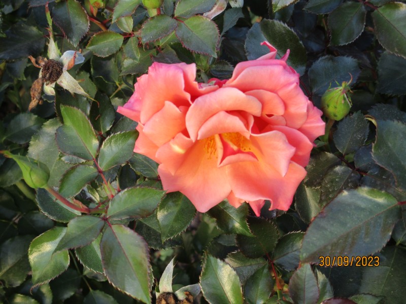 Ann Henderson .