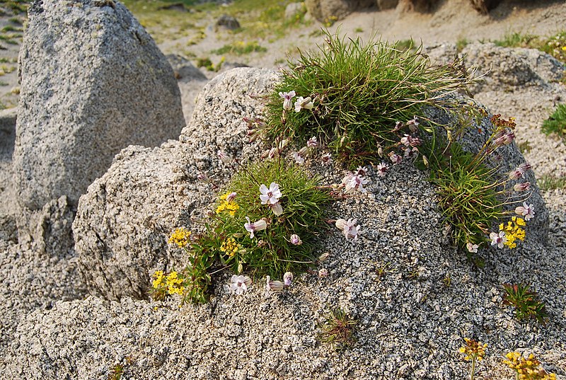 Silene_stenophylla_115390032.jpg
