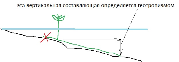 векторы направления роста корней.jpg