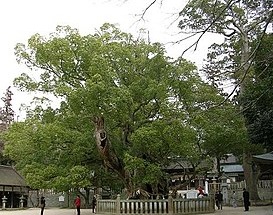 камфорное дерево.jpg
