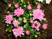 DSC00322.JPG
