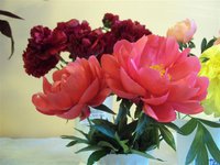 DSC03901 (Small).JPG