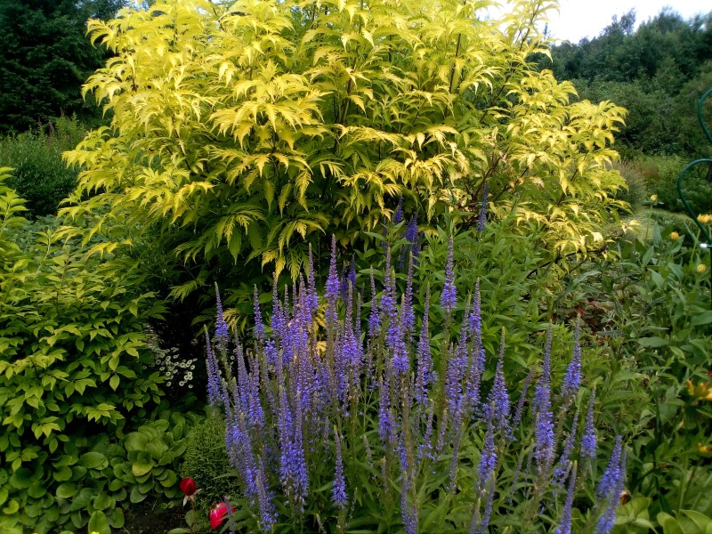 IMG_20200716_105602.jpg