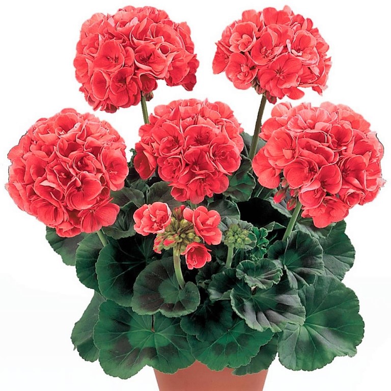 Pelargonija-zonalnaja.jpg