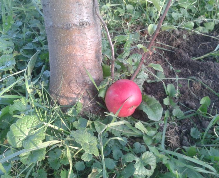 Сябрына23 яблоко.JPG