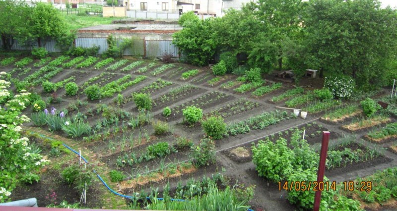 Ирина (Землеройка).jpg