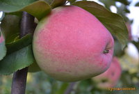 Курнаковское 3.jpg