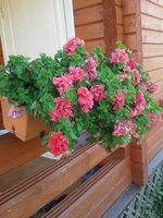20140810_Петуния_красн.jpg