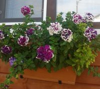 20140810_петуния_оборки.jpg