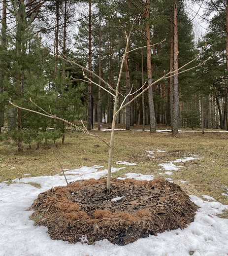 маньчжурский орех 01.03.2024 г.jpg