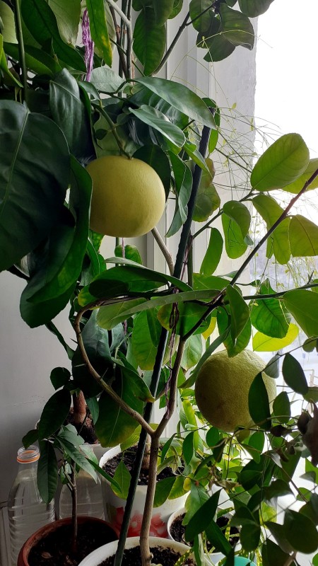 Грейпфрут Дункан и лимон Липо