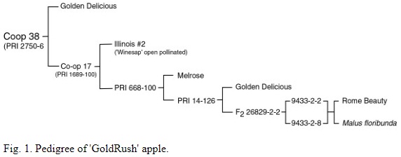 Coop38_Pedigree.jpg