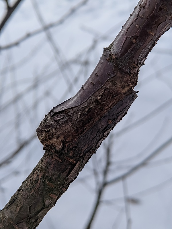 PXL_20240309_141545051.jpg