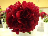 DSC03934 (Small).JPG