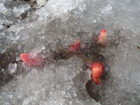 растем сквозь лед.jpg