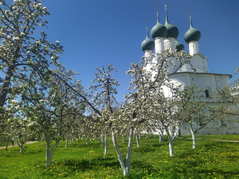 Это Митрополичий сад в Кремле Ростова (Ярославского) в минувшее воскресенье