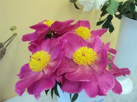 DSC03938 (Small).JPG