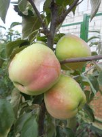 Курнаковское 396.jpg