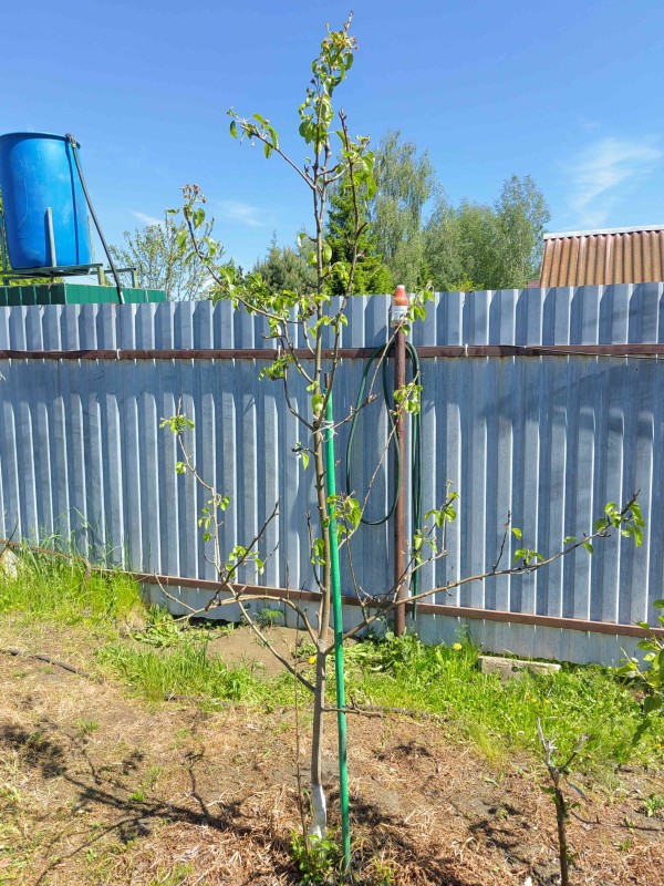 Просто Мария