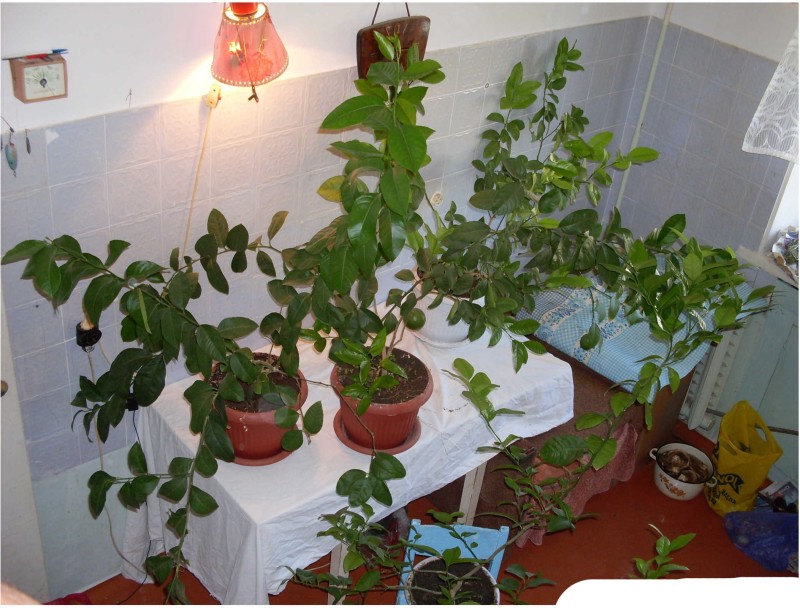 2009_6#.jpg