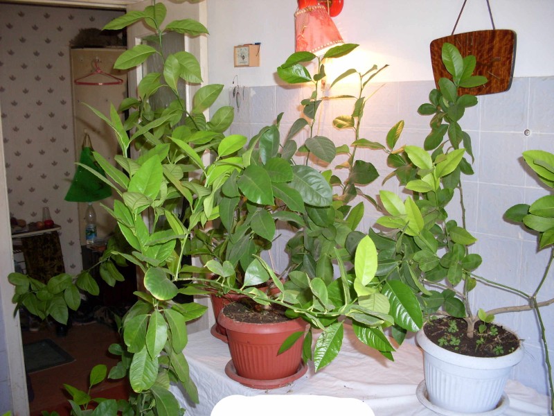 2009_7#.jpg