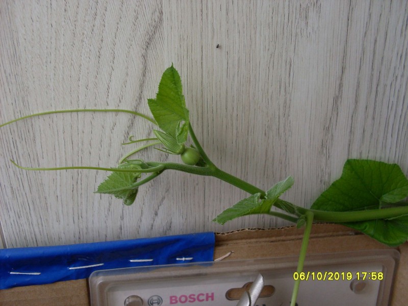 SDC13923.JPG