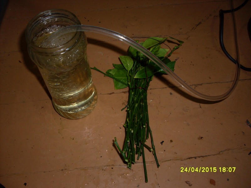 SDC13005.JPG