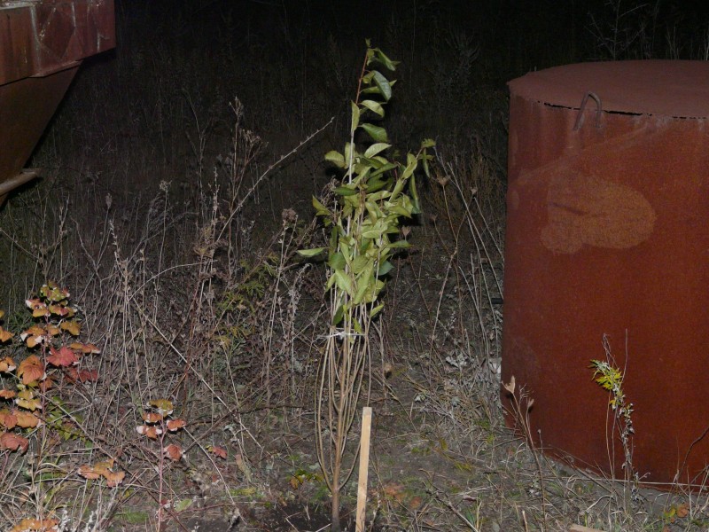 P1030629.JPG