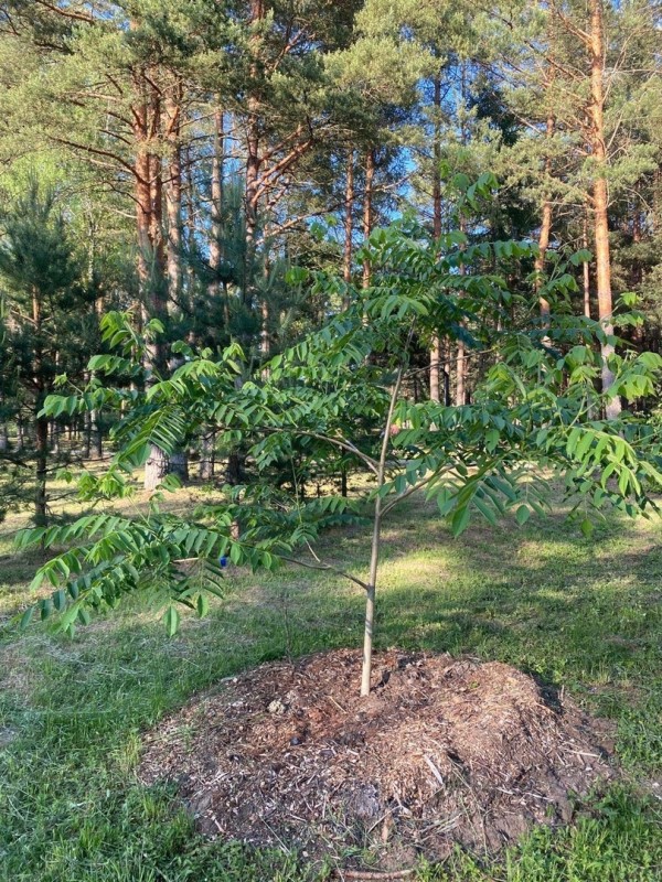 маньчжурский 07.06.2024.jpg