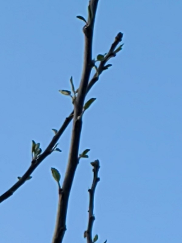 IMG_20240618_045251.jpg