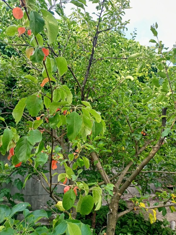 IMG20240618182006.jpg