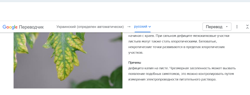 дефицит калия на томате  от Яры.png