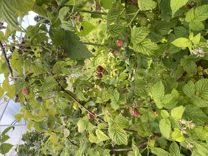 IMG_2478.jpeg
