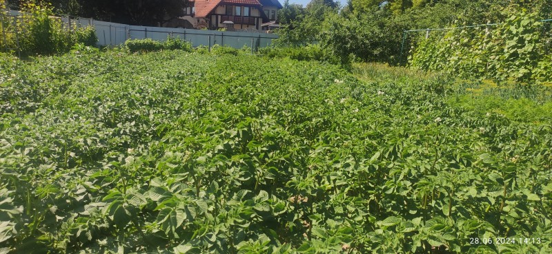 Ред леди, Королева Анна 2 ряда, Балтик Роуз 2 ряда, Метеор, Ривьера, Коломбо. Междурядье 80 см, ряды сомкнулись
