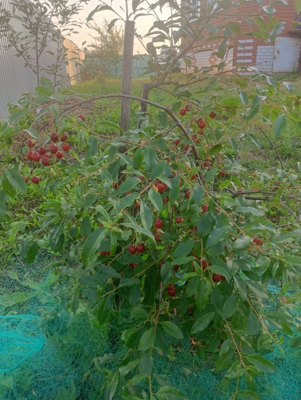 Шакировская