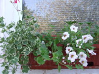 DSCF5499.JPG