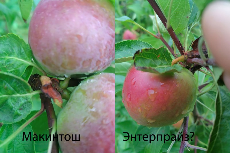 Плодоножки и тип присоединения похожи.