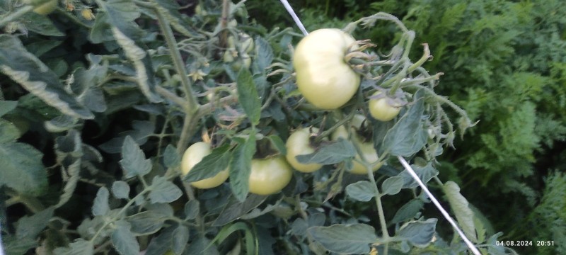 IMG_20240804_205148.jpg