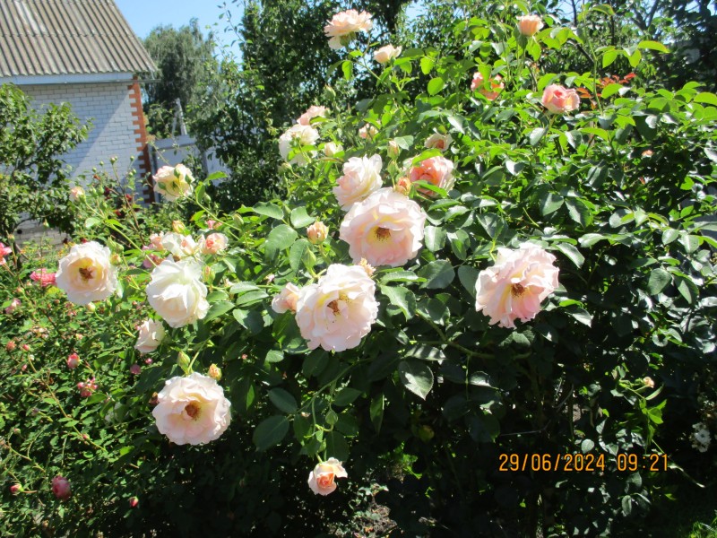 IMG_5636.JPG