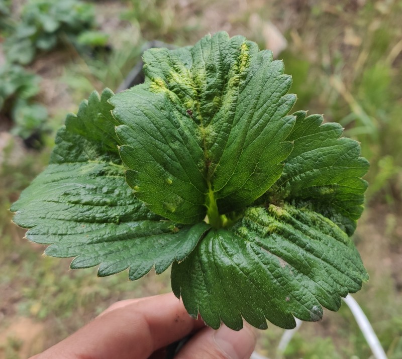 клубника crop.jpg