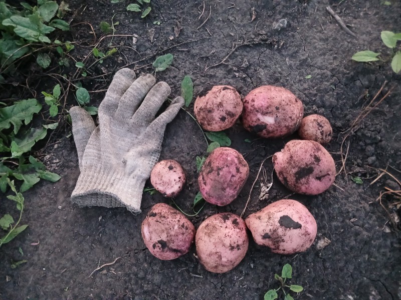 Кумач