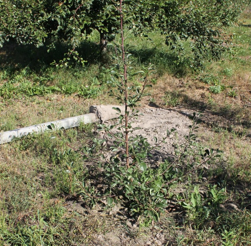 Под. Петракову Айва С