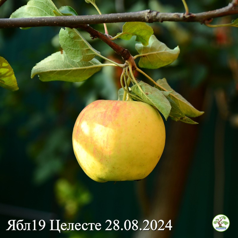 Ябл19Целесте24.jpg