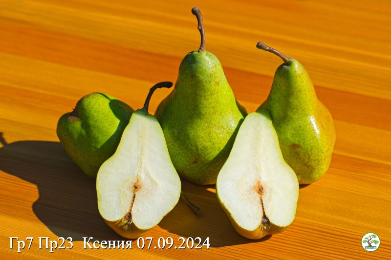 Пр23 Ксения 24_04.jpg