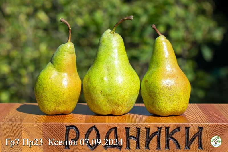 Пр23 Ксения 24_02.jpg